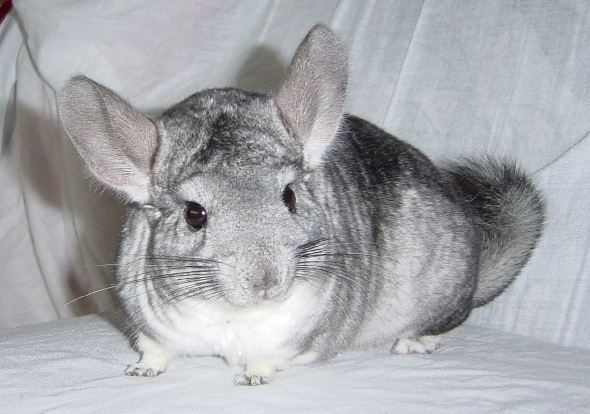 Эти грызуны, принадлежащие к семейству шиншилловых, являются настоящими обитателями Анд.