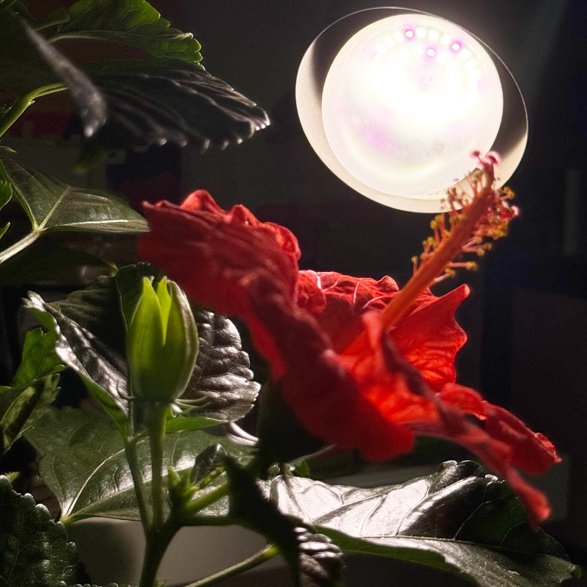 Досветка для растений