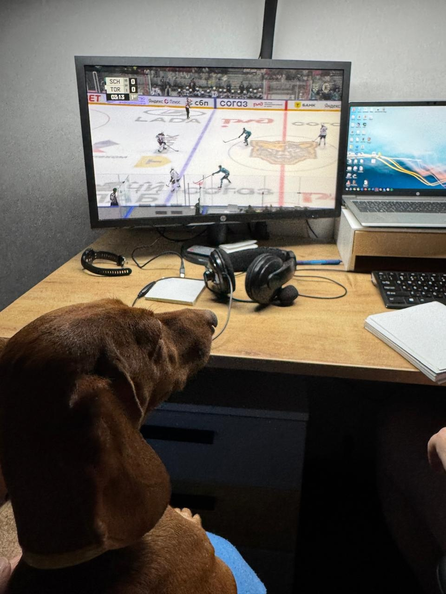 За игрой следил даже наш такс Марс