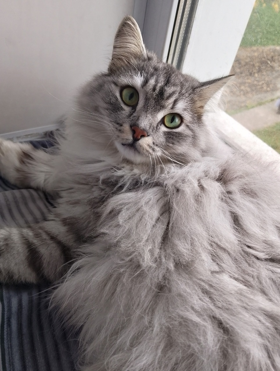 Пушистика вам в ленту