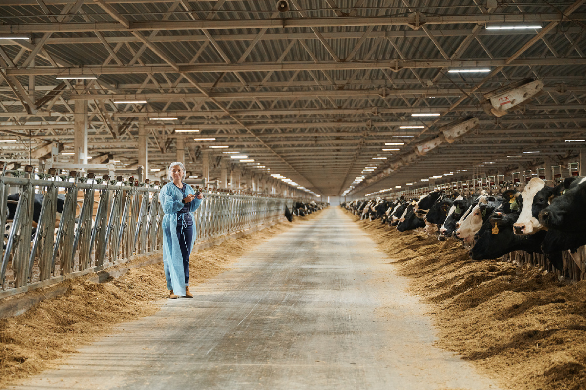 Молочно-товарная ферма на 3600 голов КРС