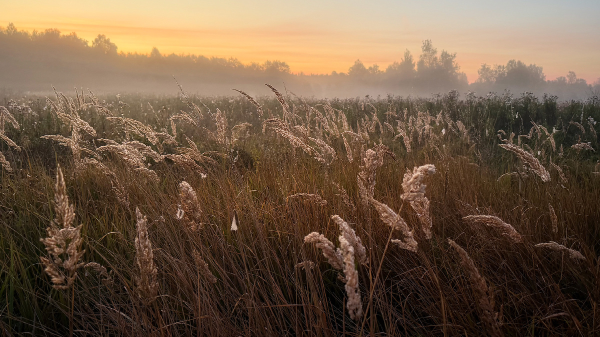 Рассвет на диком поле