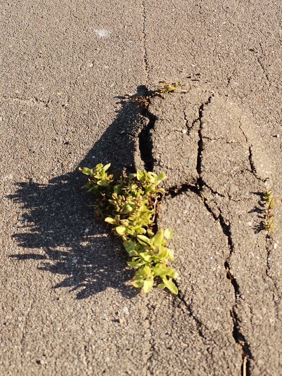 Жизнь создаёт новые пространства, прорастая в старые пространства и порождает новое время.