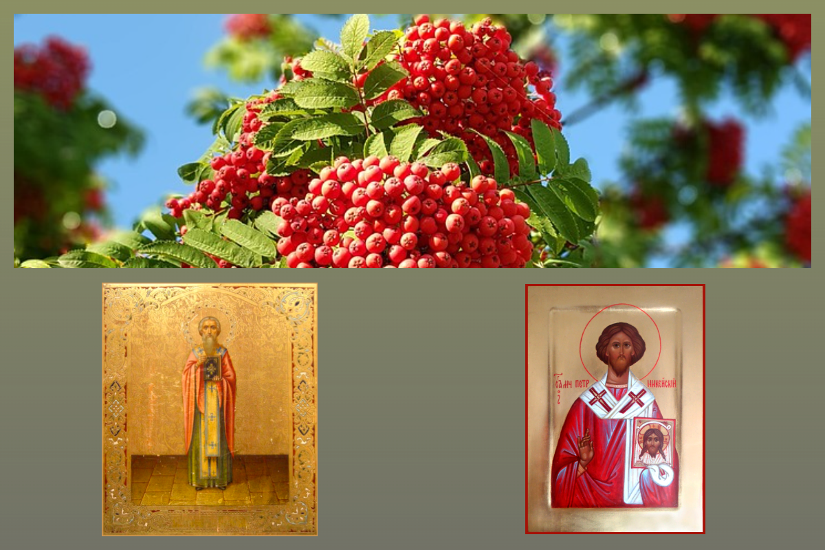 Петр и Павел Никейские, рябина/pixabay.com