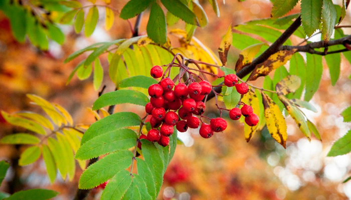На 23 сентября в народном календаре приходятся Петр и Павел Рябинники. Фото: pxhere.com