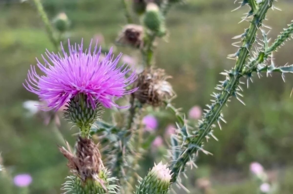    Похолодание после летнего тепла ждёт воронежцев на новой рабочей неделе