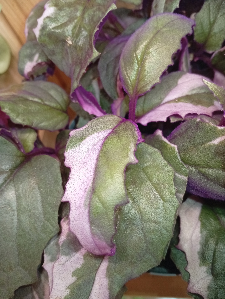 Гинура вариегатная