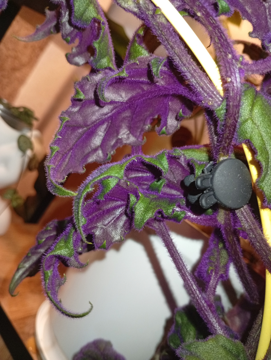 Нижняя сторона листа