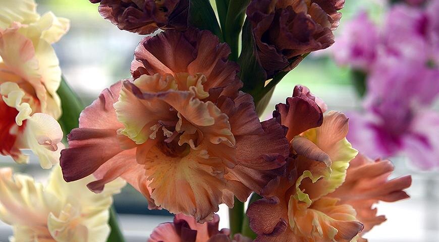 Гладиолус сорта Все в шоколаде - дымчато-коричневый, внутренние лепестки более светлые, нижний лепесток желто-коричневый. Год интродукции: 2016