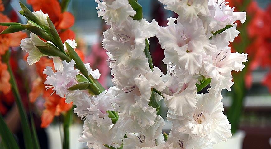 Гладиолус сорт New Rococo (Нью рококо) - жемчужно-белый с малиновым оттенком, супергофрированный. Год интродукции: 2008