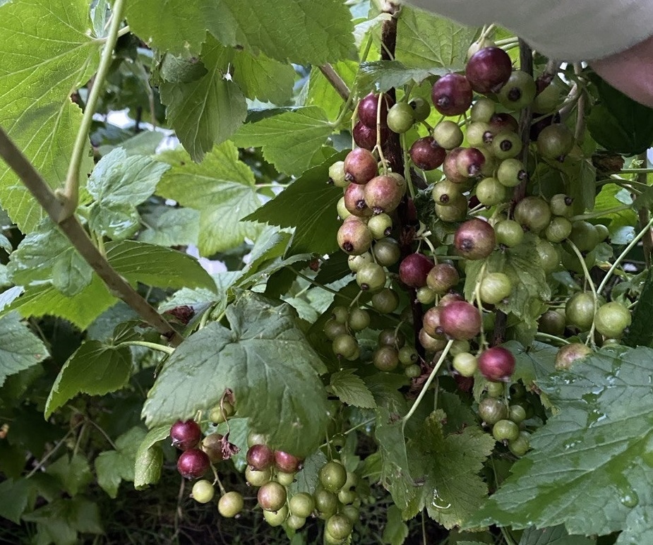    Выливаю это простое средство под куст и смородина плодоносит до октября - кусты ломятся от ягод