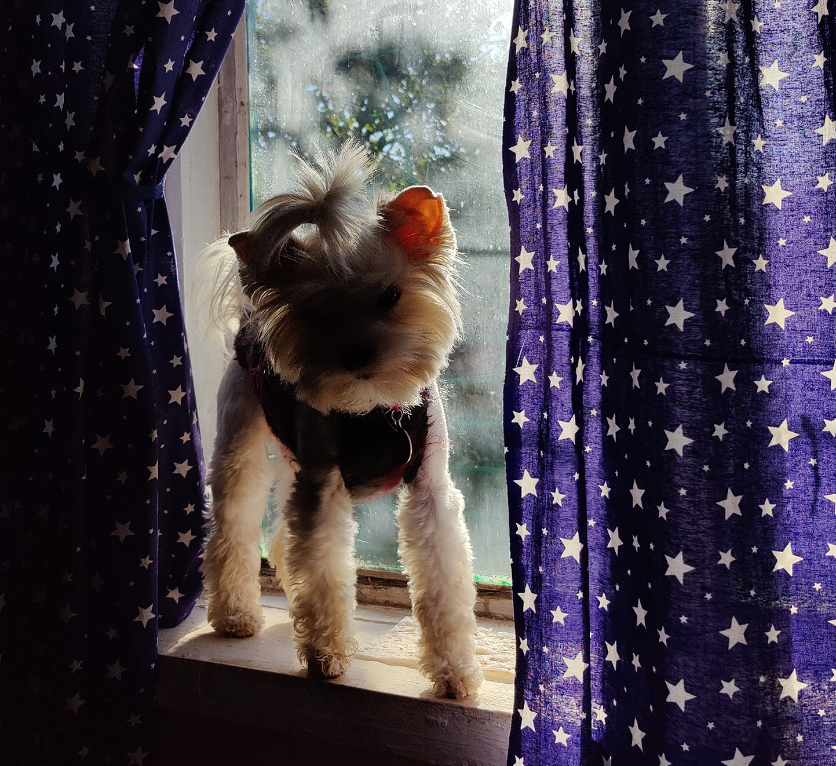 Бивер Берри Блю Йорк терьер Джульетта 