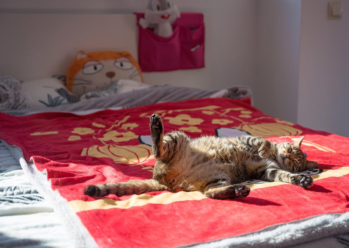 unsplash📷Уриновая кислота — причина стойкого и резкого запаха мочи кошек