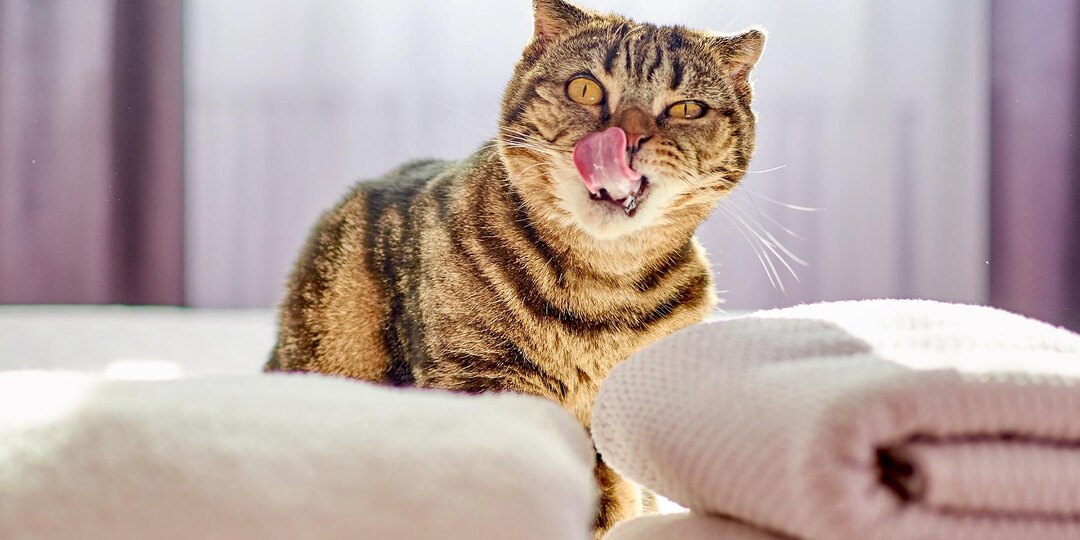 8 способов избавиться от кошачьего запаха в квартире и доме