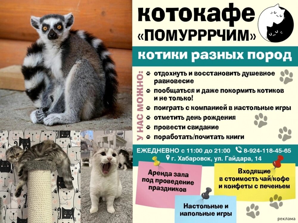   Котокафе «Помурррчим». Реклама. erid 2W5zFHDpTZ2. ИП Катанаева О.С. ОГРНИП 321272400028851