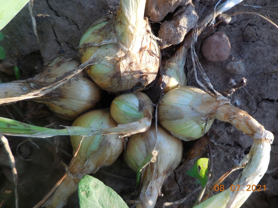 Гнездо лука шалота