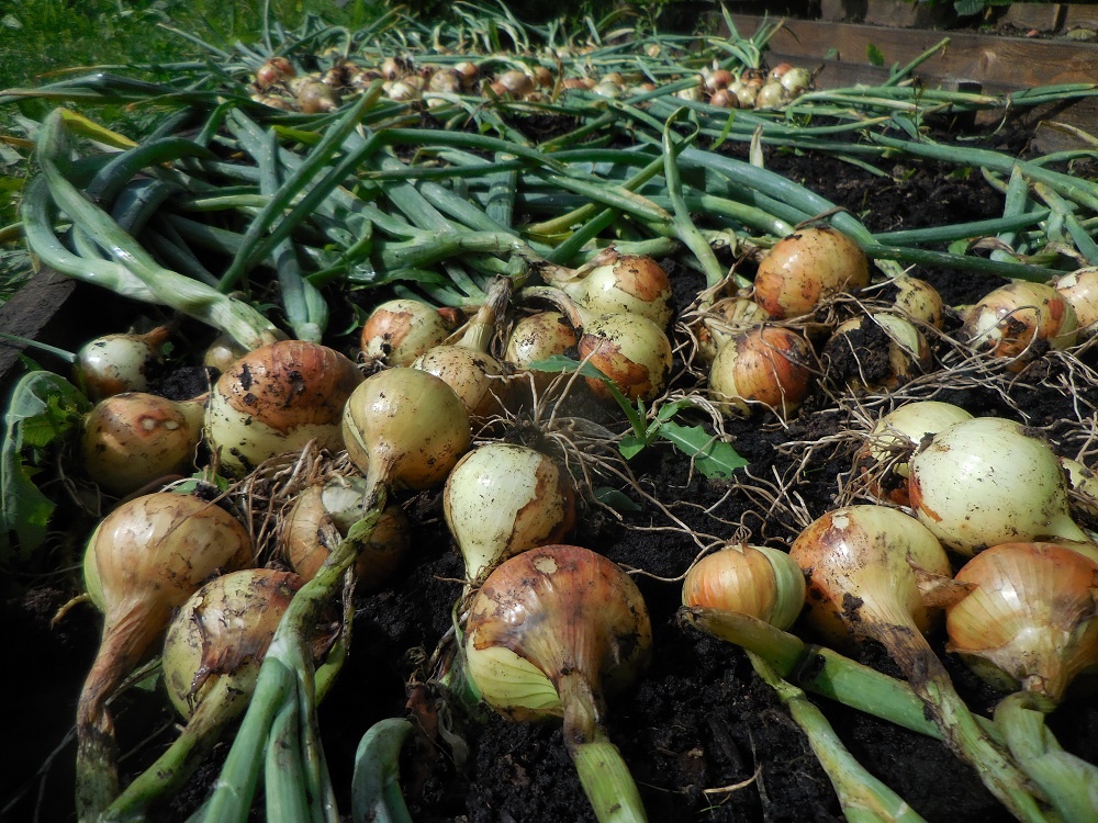 Репчатый лук от подзимней посадки