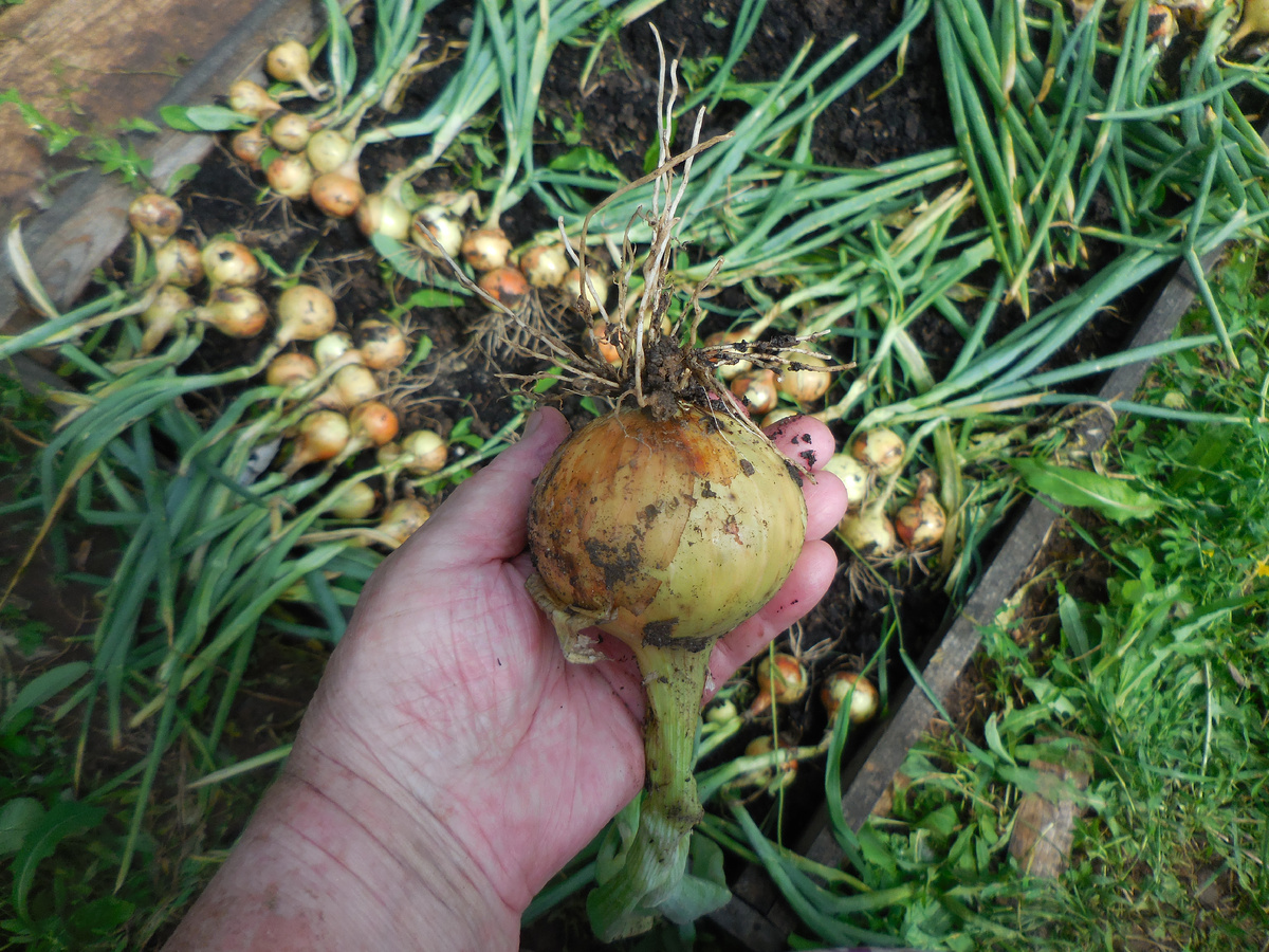 Нормальный размер!