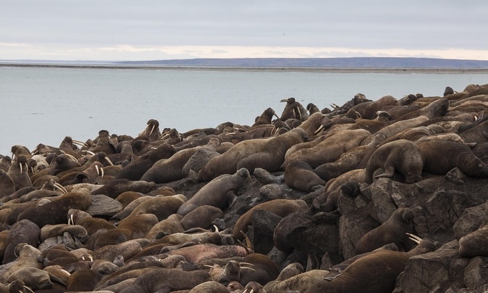    Почем на Чукотке «хрен моржовый»?