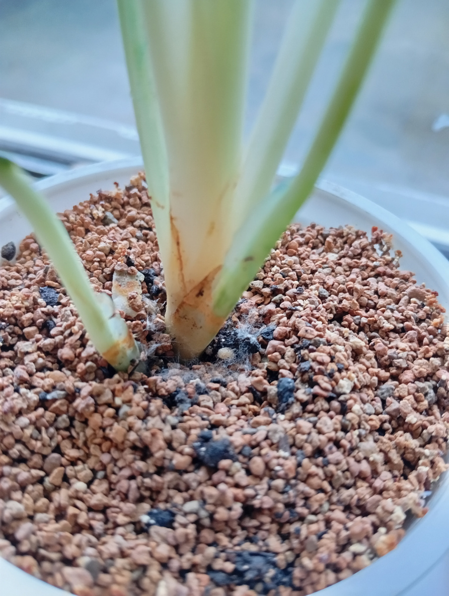 Но обрати внимание еще на денёк позже, она была бы по всей поверхности горшка.