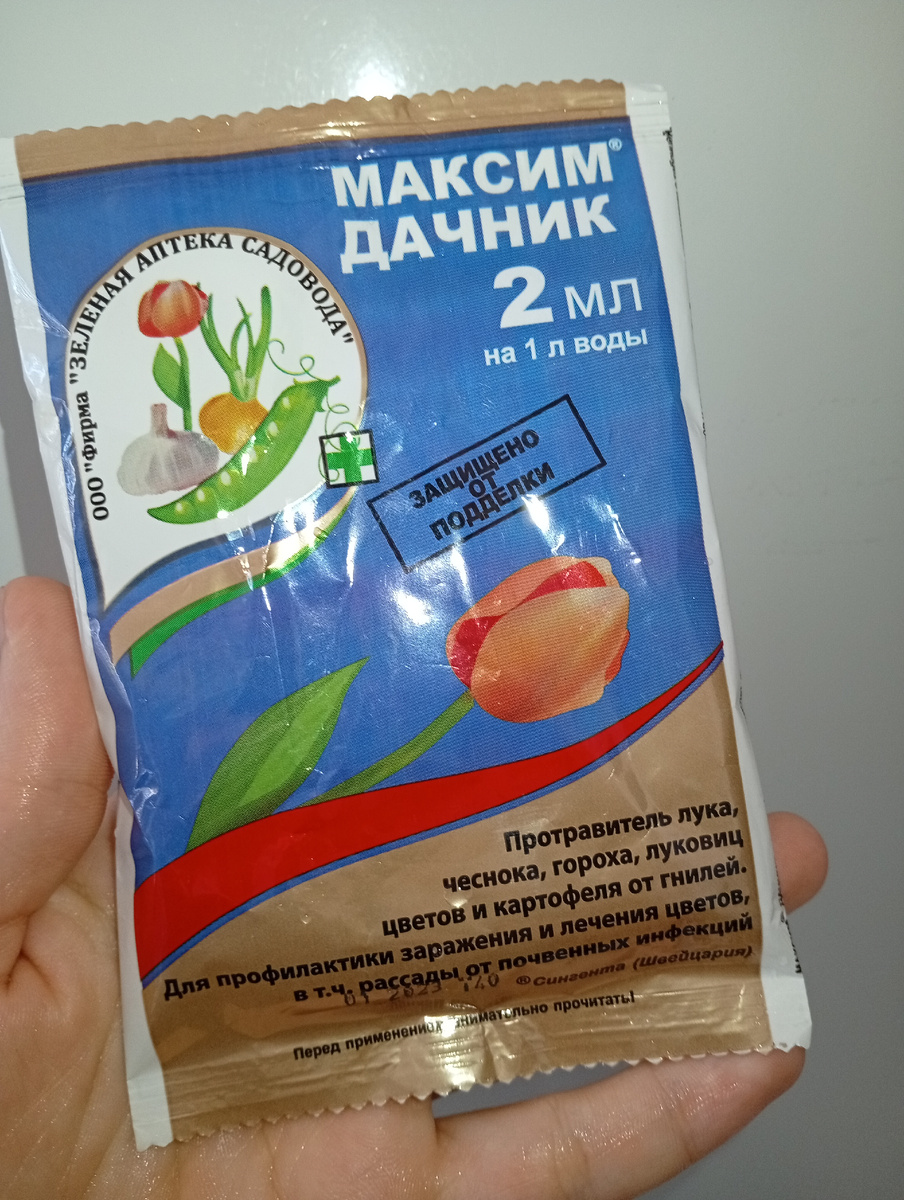 Именно им я осуществила  первый  полив аглаонемы после просушки.