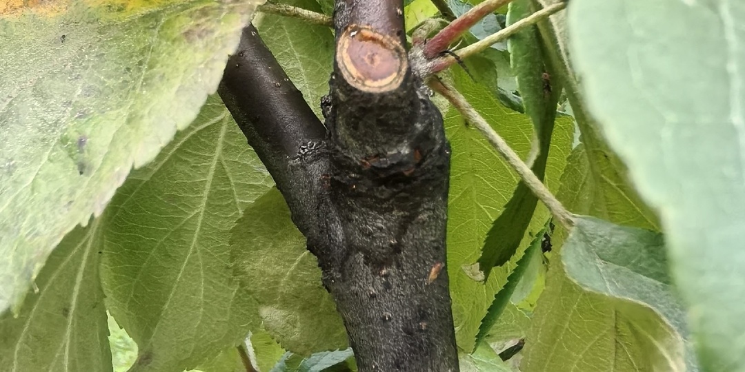 Рак яблони и груши: как спасти дерево в сентябре