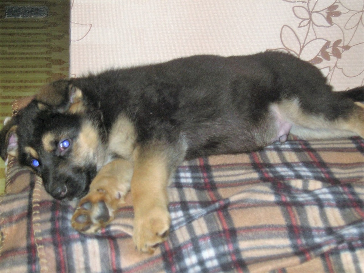 из семейного архива