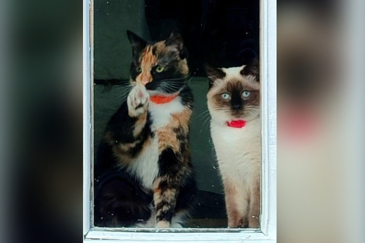 Хозяйка ищет двух пропавших кошек после аварии под Петрозаводском