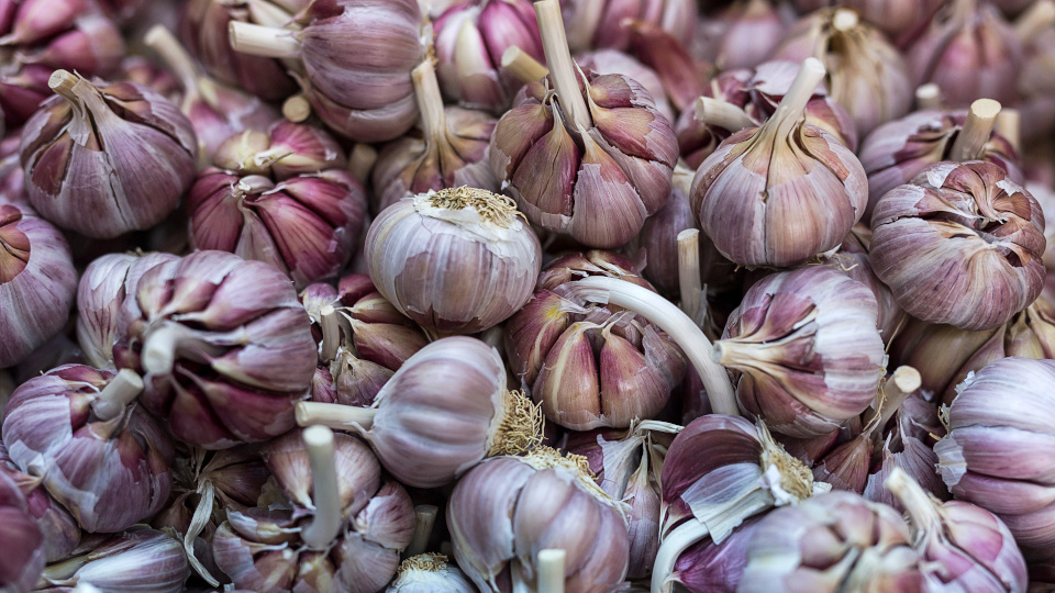Когда сажать чеснок под зиму по лунному календарю. Фото: shutterstock.com
