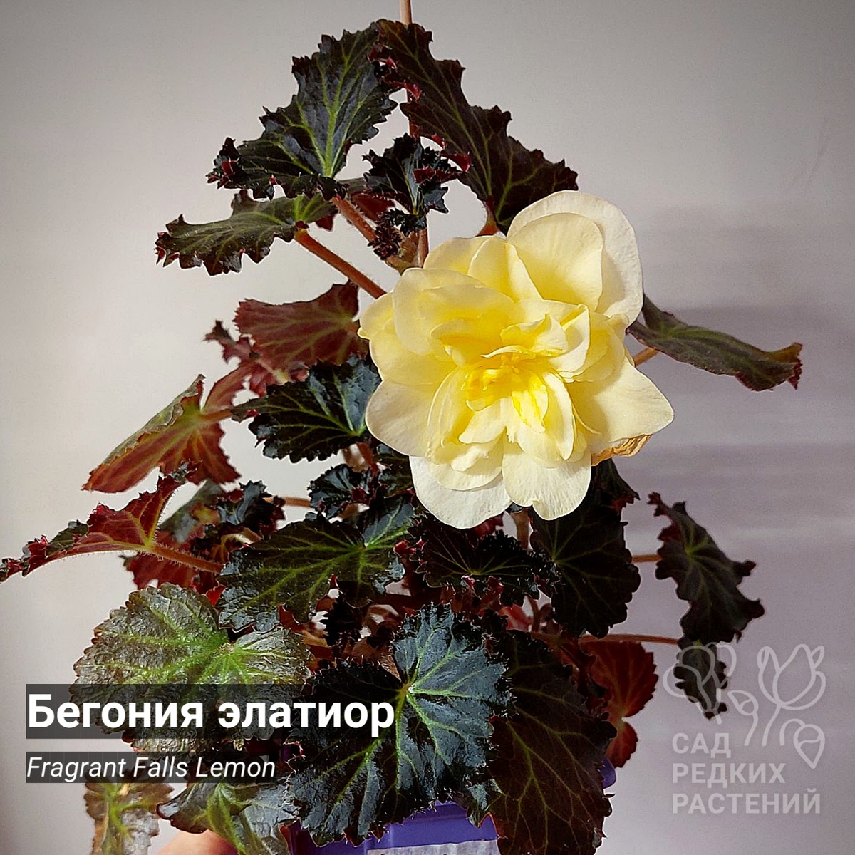 Бегония элатиор 
Fragrant Falls Lemon