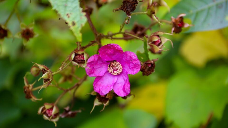    Барнаульский дендрарий. Источник: Виталий Барабаш/"Толк"