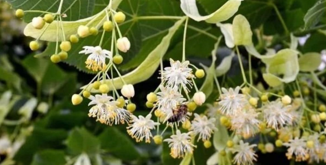 Как цветет липа 