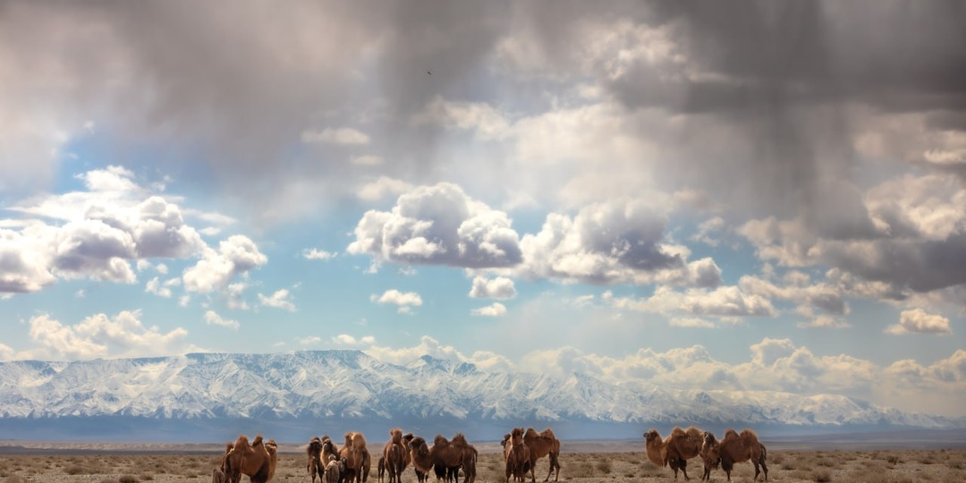 Северная Гоби. 6-15 апреля 2026