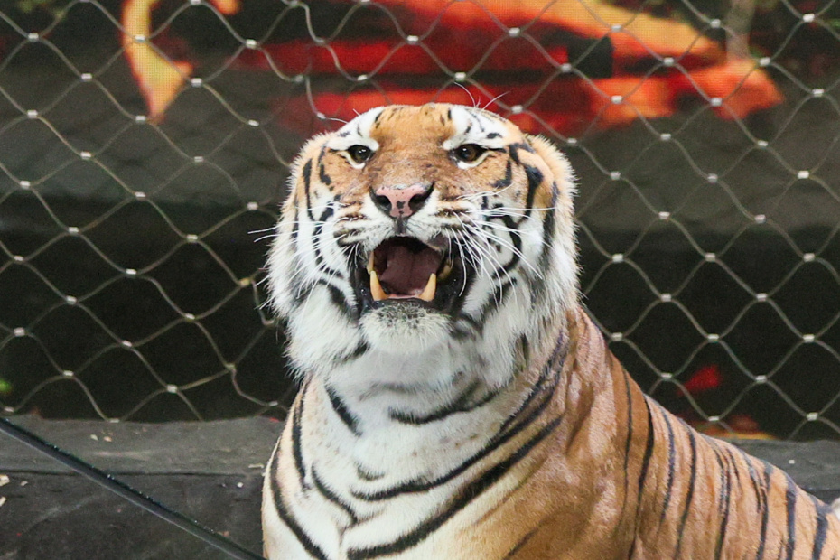    Сергей Булкин/NEWS.ru