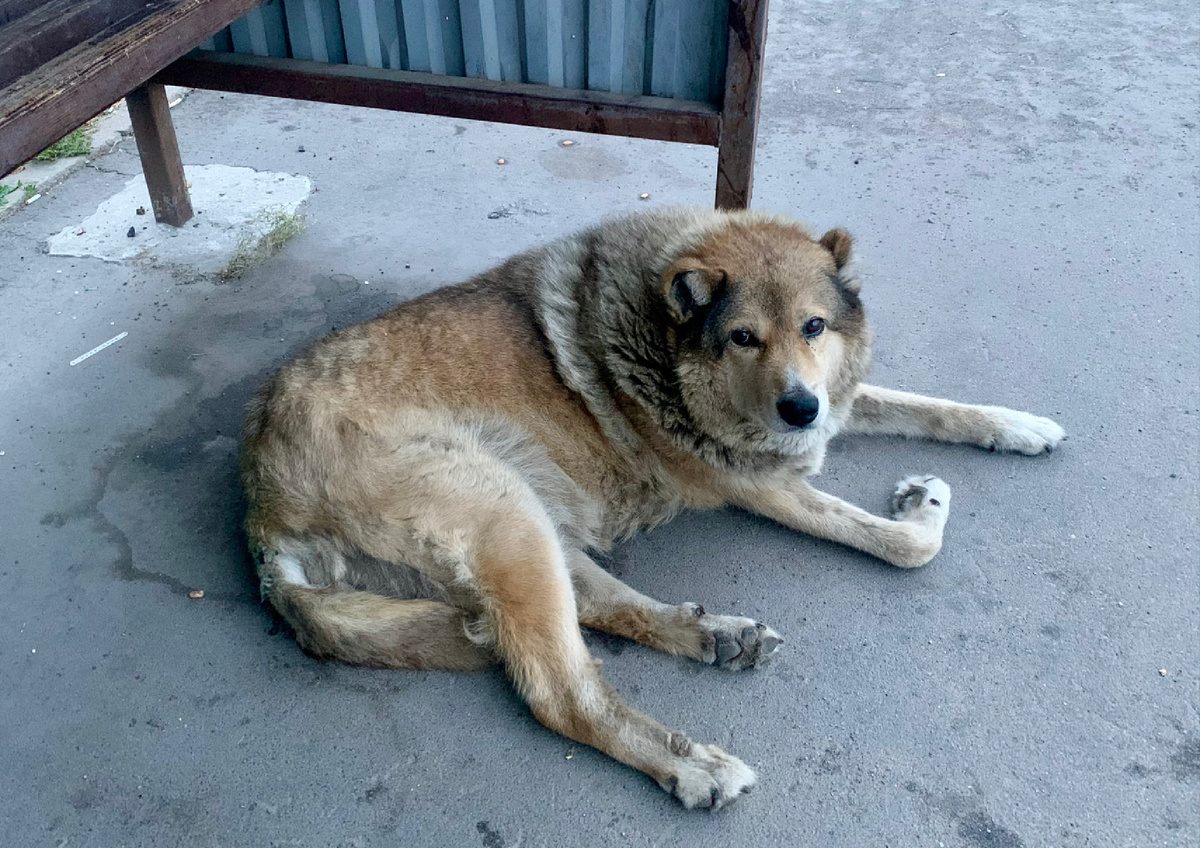 Вот такую толстую собаку вижу я каждое утро на остановке☺️