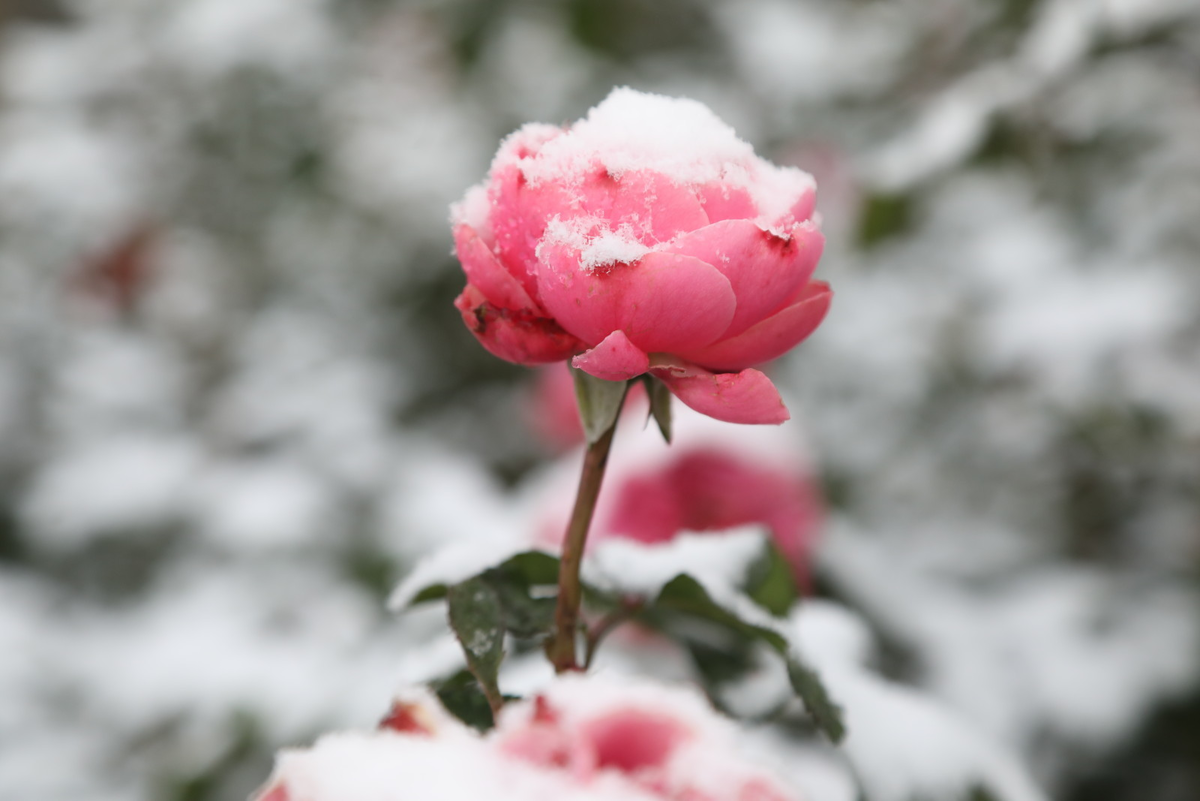 Фото: Роман Пименов