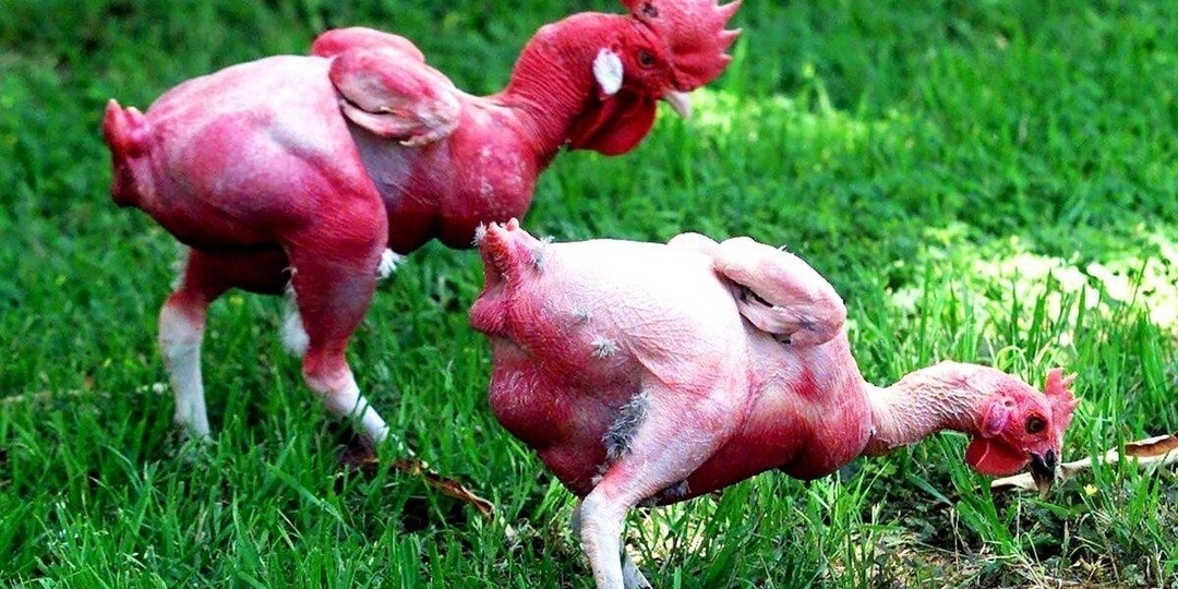 Очень необычные и странные виды кур!