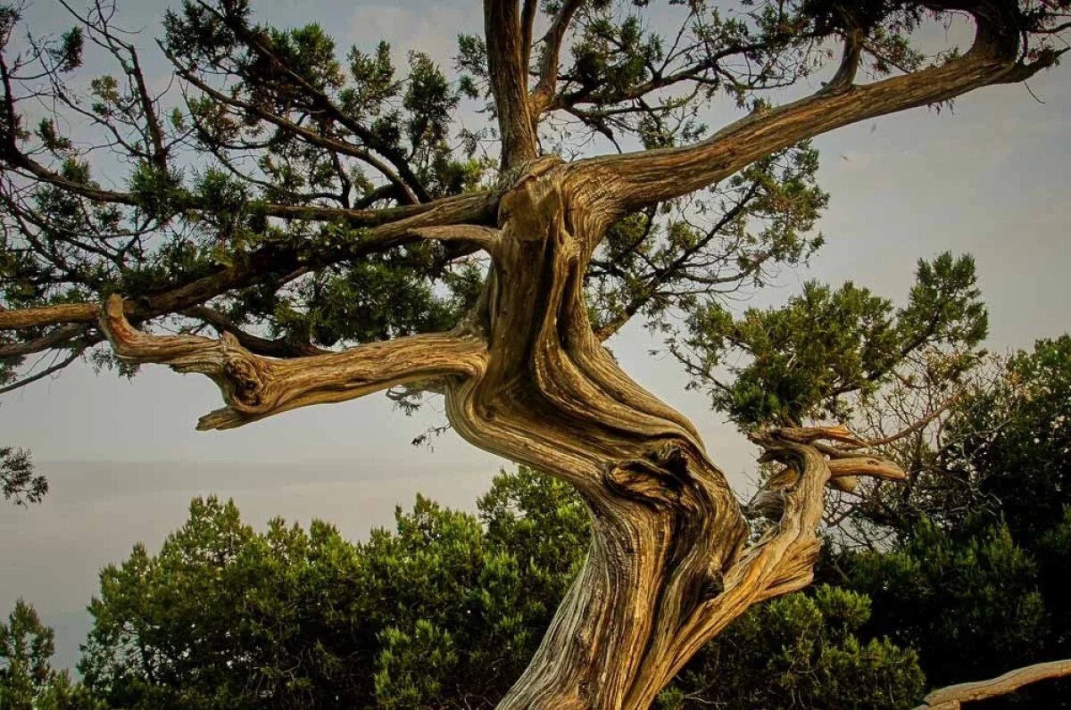    Некоторые виды — можжевельник высокий, можжевельник вонючий, можжевельник твердый, можжевельник Саржента — краснокнижные.