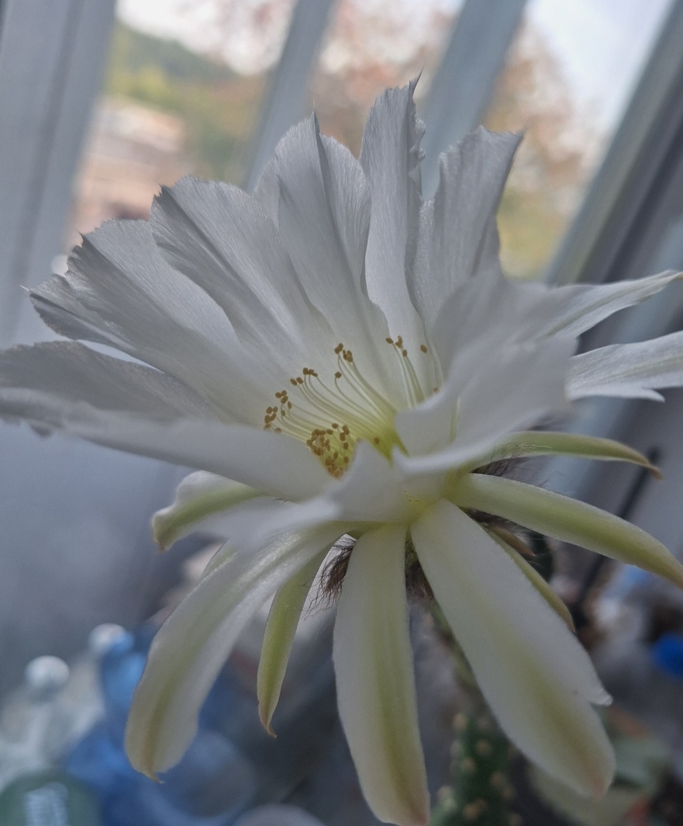 Цветок кактуса. Фото - собственность автора канала "ТАК НАДО".