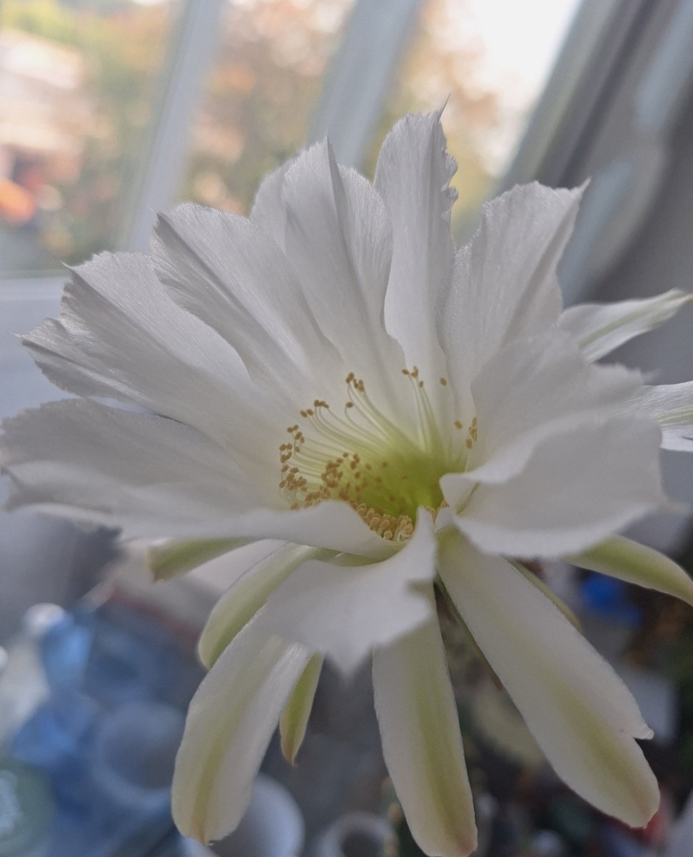 Цветок кактуса. Фото - собственность автора канала "ТАК НАДО".