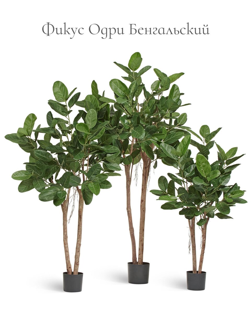 Кашпо и растения TREEZ Collection