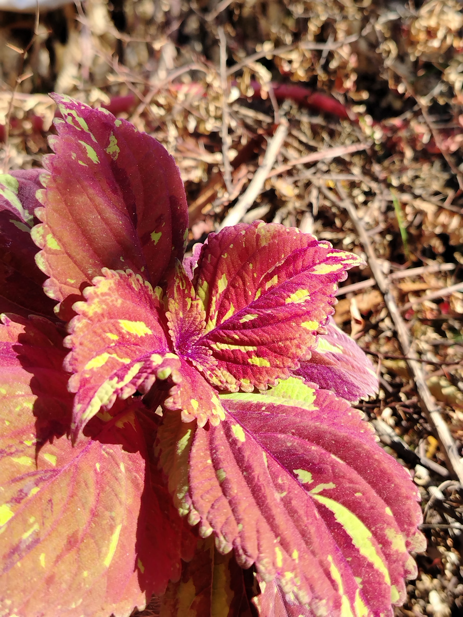 Колеус BY - Отэм мэдоуз