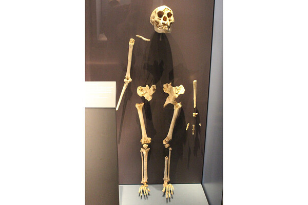   Скелет Человека флоресского / Emoke Denes/Natural History Museum