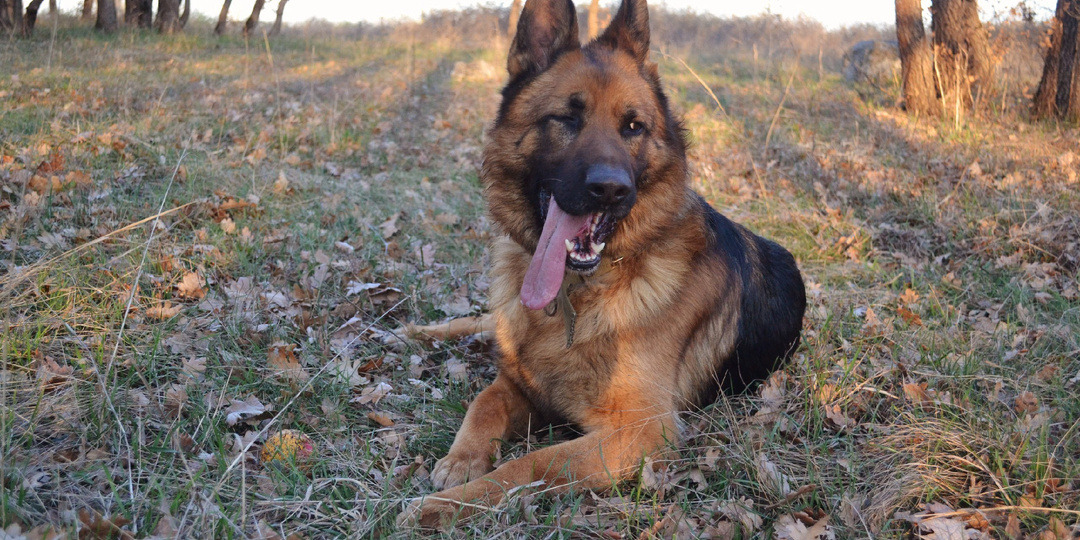 Истории спасения: как бездомные животные обретают дом.