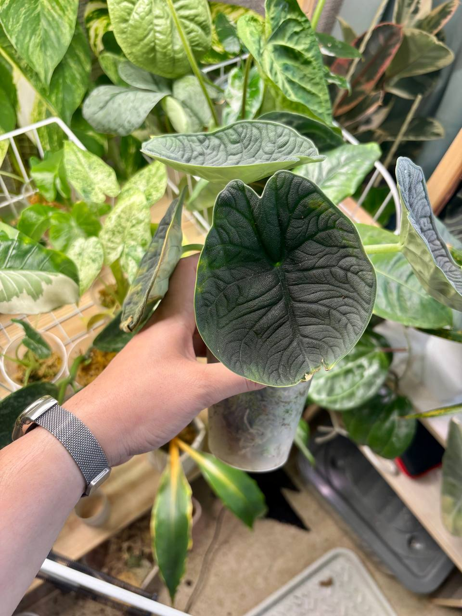 Алоказия Мело