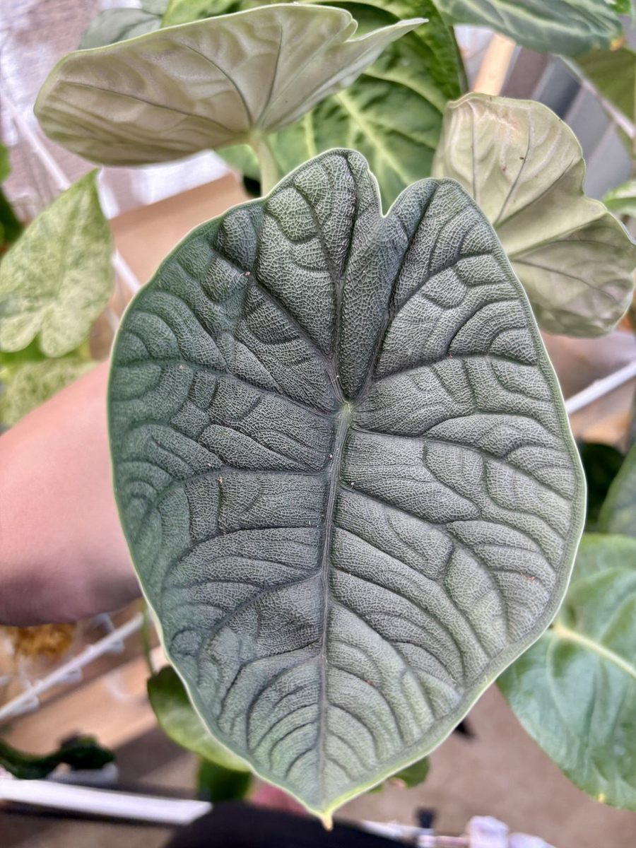 Алоказия Мело