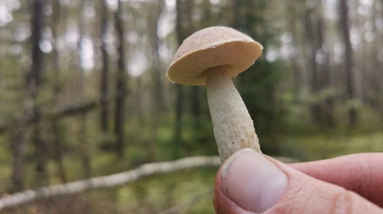    Фото: Служба по связям с общественностью филиала «Донецкий» Российского сельскохозяйственного центра