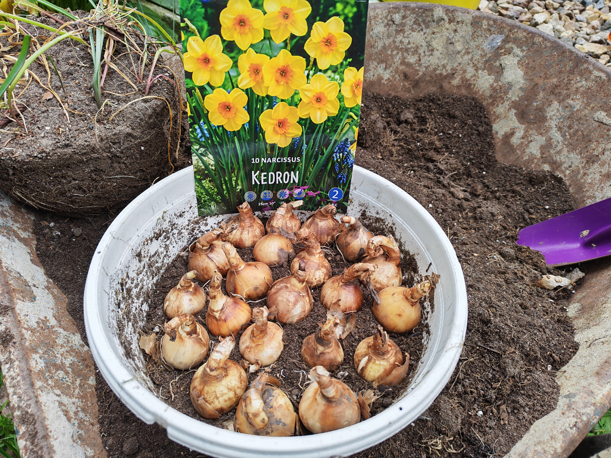 Казалось бы самый простенький цветок, но каким желанным он будет весной.