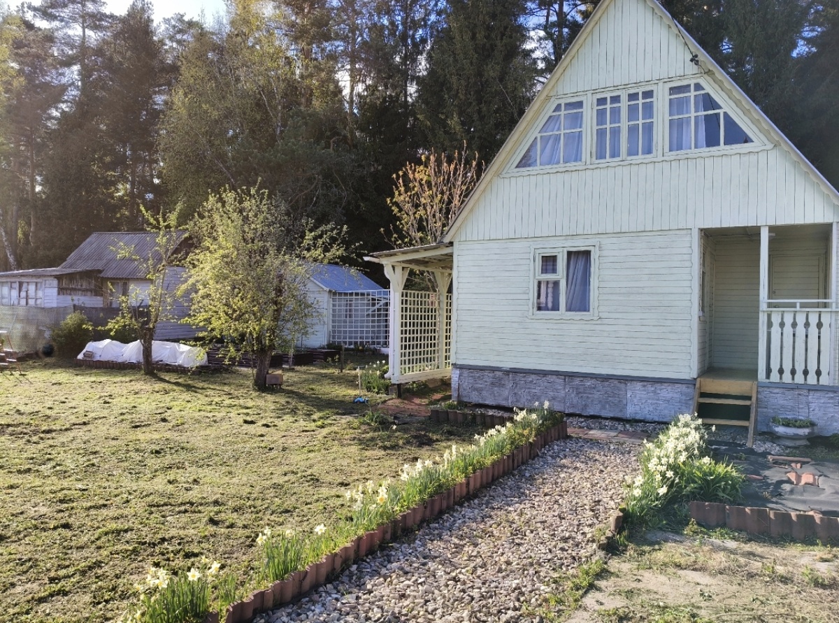 Нарциссы весной, после осенней пересадки. 