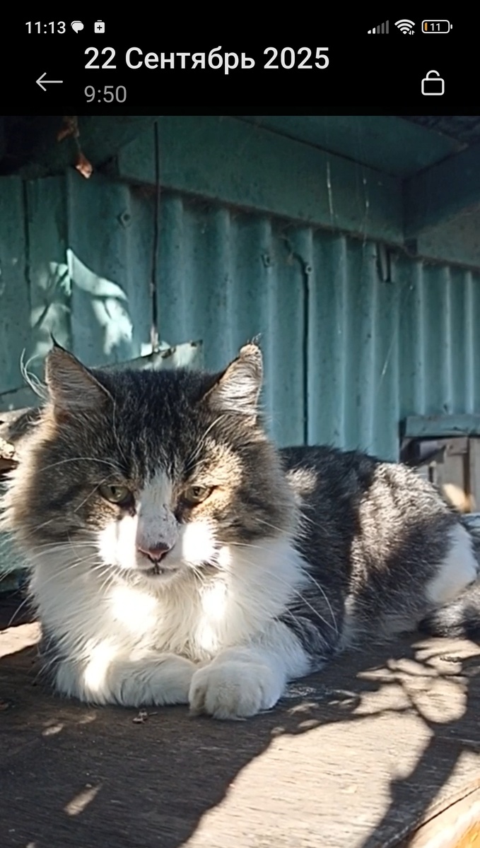 Бездомный дедушка.